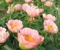 Preview: Pfingstrose Gedenken, Paeonia Hybride