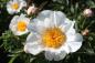 Preview: Pfingstrose White Wings Paeonia lactiflora