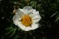 Preview: Pfingstrose White Wings Paeonia lactiflora