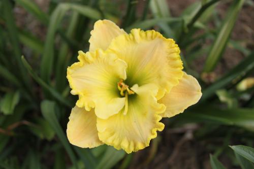 Hemerocallis Jolly Good Yellow, Taglilie