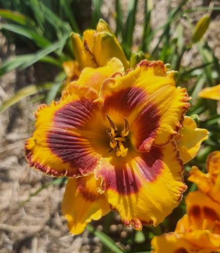 Hemerocallis Leipziger Inspiration Taglilie