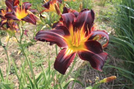 Hemerocallis Sturdy Beauty, Taglilie