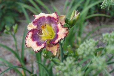 Hemerocallis Blue Wrangler, Taglilie