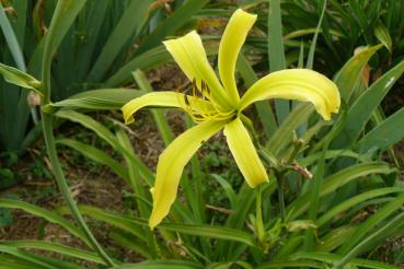 Hemerocallis Green Inferno, Taglilie