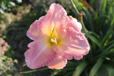 Hemerocallis Himbeereis zum Frühstück, Taglilie
