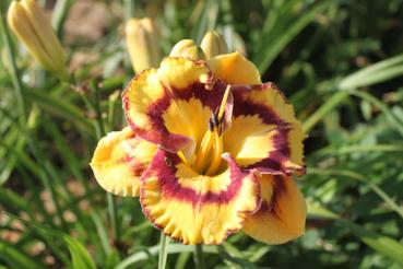 Hemerocallis New Paradigm, Taglilie