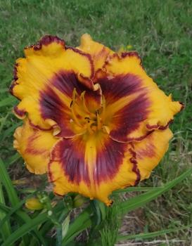 Hemerocallis Parrots of the Caribbean