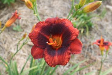 Hemerocallis Schau ins Land, Taglilie