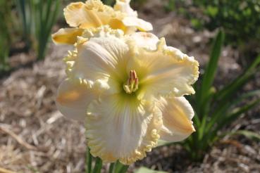 Hemerocallis Sheika, Taglilie