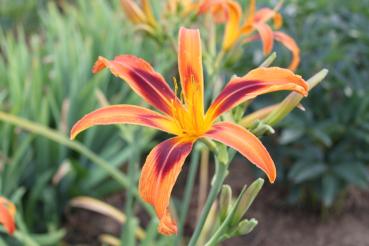 Hemerocallis Tigereye Spider Taglilie