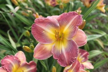Hemerocallis Villas Rainbow, Taglilie