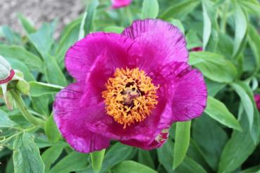 Paeonia officinalis Sämling