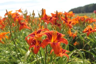 Hemerocallis Walters Tango, Taglilie