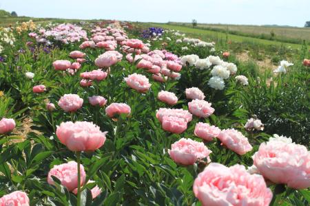 Pfingstrose Etched Salmon, Paeonia Hybride