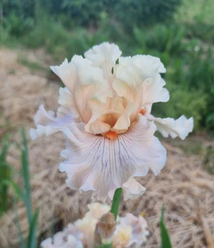 Iris barbata Are We in Love