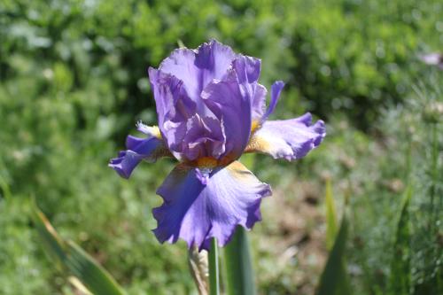 Iris barbata Comme un Volcan Schwertlilie
