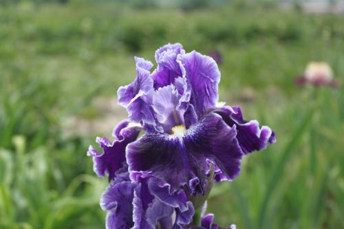 Iris barbata Dark Universe, Schwertlilie