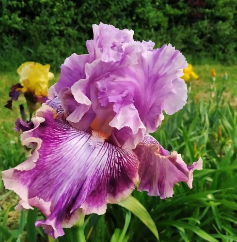 Iris barbata Die Laughing, Schwertlilie