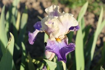 Iris barbata Doe z Doe, Schwertlilie