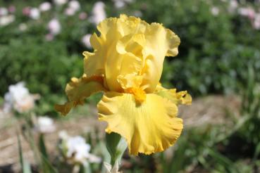 Iris barbata Pleins Phares