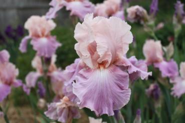 Iris Barbata Susanna Innerhofer-Hirschmann