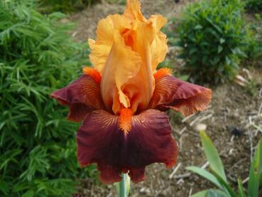 Iris barbata Torero, Schwertlilie