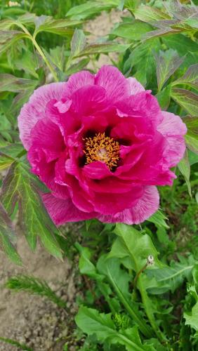 Paeonia Leda, Strauchpfingstrose