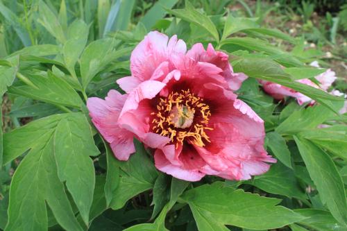 Paeonia Leda, Strauchpfingstrose