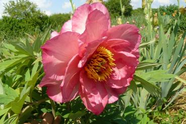 Paeonia Hesperus, Strauchpfingstrose
