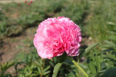 Pfingstrose Salmon Glory, Paeonia Hybride - Kopie