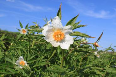 Paeonia emodi-Hybride