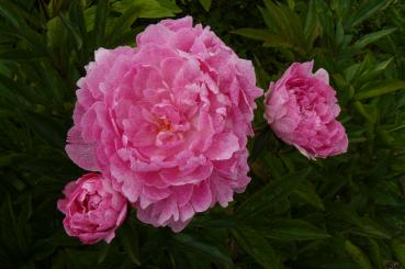 Pfingstrose The Fawn, Paeonia lactiflora - Kopie