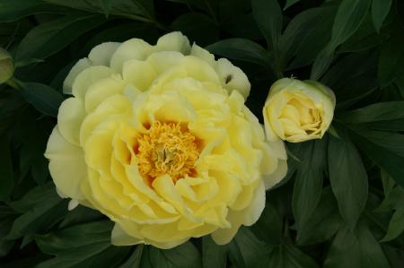 Pfingstrose Bartzella Intersektionelle Hybride