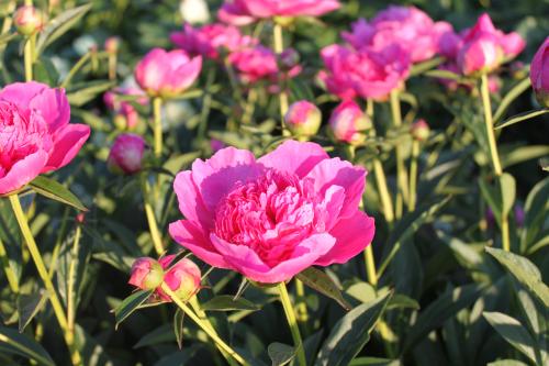 Pfingstrose Bouquet Perfect; Paeonia lactiflora - Kopie