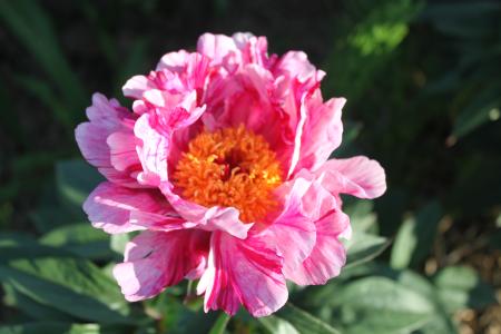 Pfingstrose Circus Circus Paeonia lactiflora