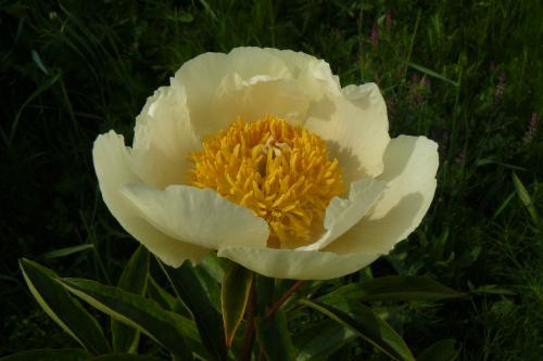 Pfingstrose Claire de Lune, Paeonia Hybride