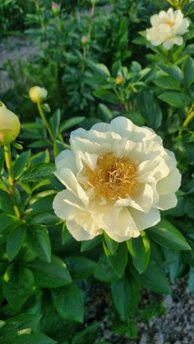 Pfingstrose Early Sensation, Paeonia Hybride