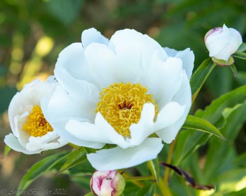 Pfingstrose Garden Peace, Paeonia lactiflora