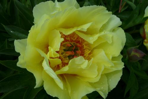 Pfingstrose Garden Treasure, Intersektionelle Hybride