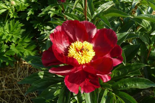 Pfingstrose Jack Frost Paeonia lactiflora
