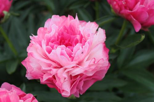 Pfingstrose Joker, Paeonia Hybride