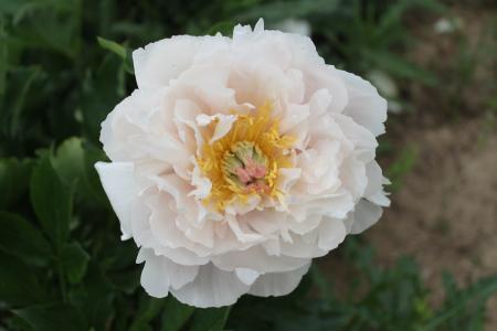 Pfingstrose Love Affair, Intersektionelle Hybride