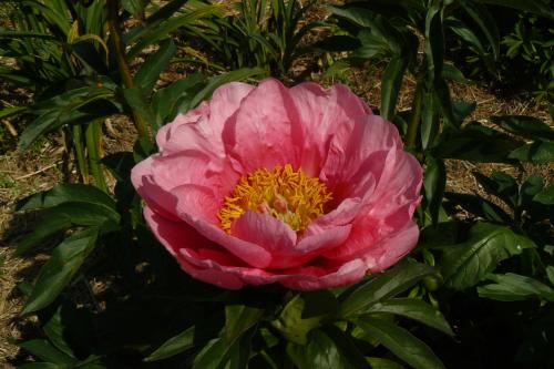 Pfingstrose Lovely Rose, Paeonia Hybride