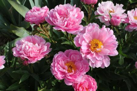 Pfingstrose Ma Petite Cherie, Paeonia lactiflora
