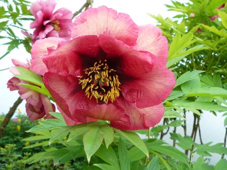 Paeonia Renown, Strauchpfingstrose