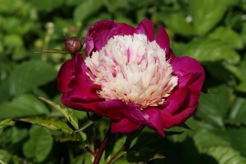 Pfingstrose White Cap Paeonia lactiflora