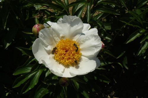 Preview: Pfingstrose White Wings Paeonia lactiflora