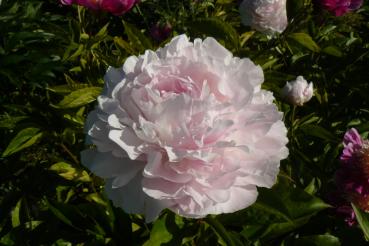 Pfingstrose Myrtle Gentry, Paeonia lactiflora - Kopie