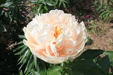 Pfingstrose Pastel Elegance, Paeonia Hybride - Kopie