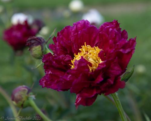 Pfingstrose Yes We Can Intersektionelle Hybride